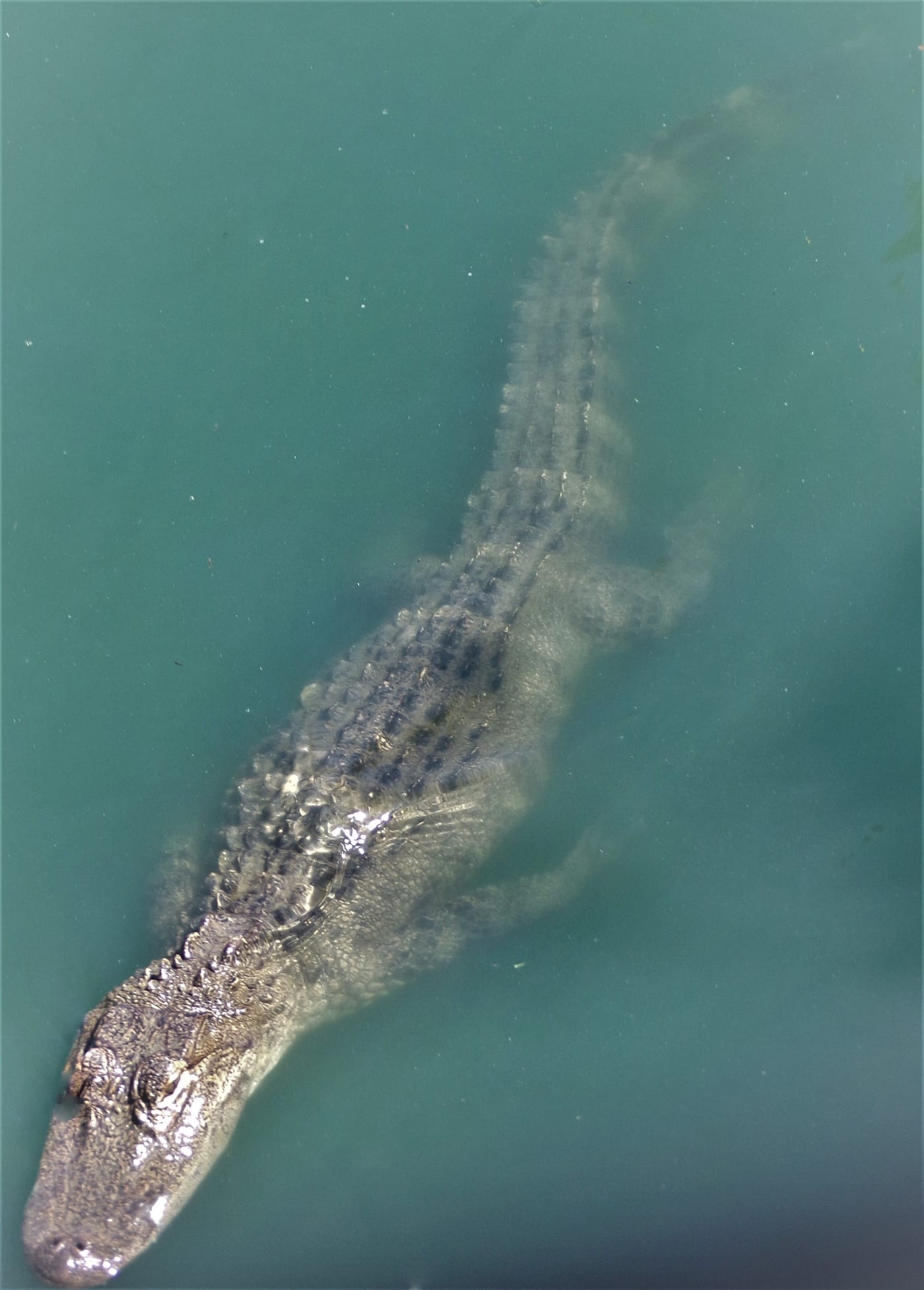 American alligator (Alligator mississippiensis) gliding through still water.