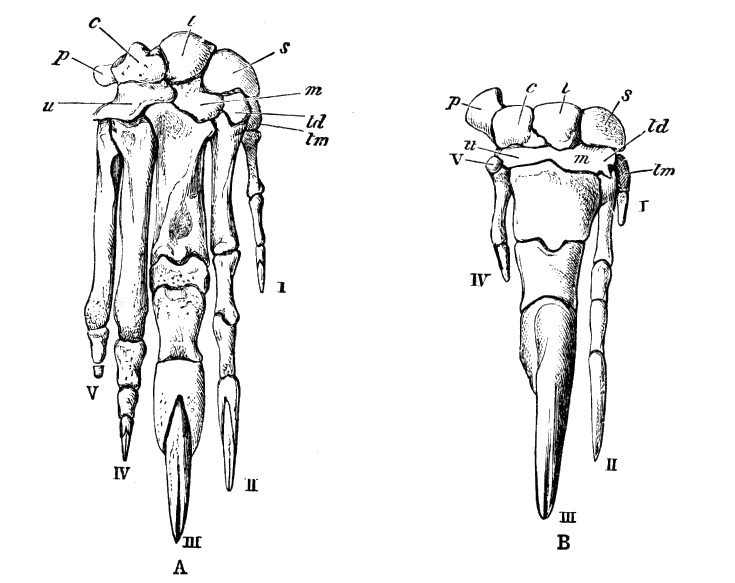 Scientific engraving of a Giant Anteater (Myrmecophaga tridactyla) from the Cambridge Natural History, 1902.