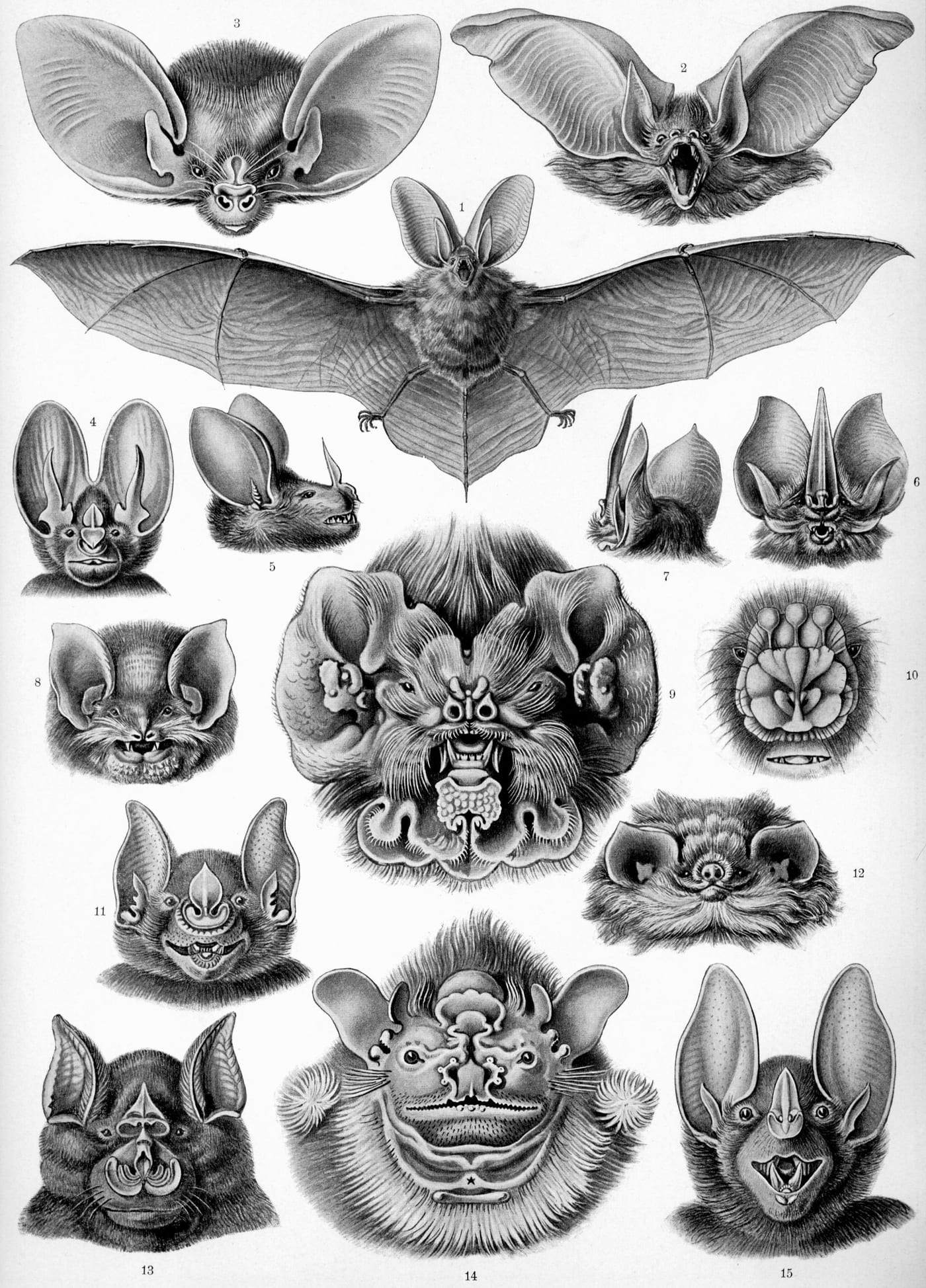 Scientific illustration plate of fifteen bat species from Ernst Haeckel's Kunstformen der Natur, 1904.