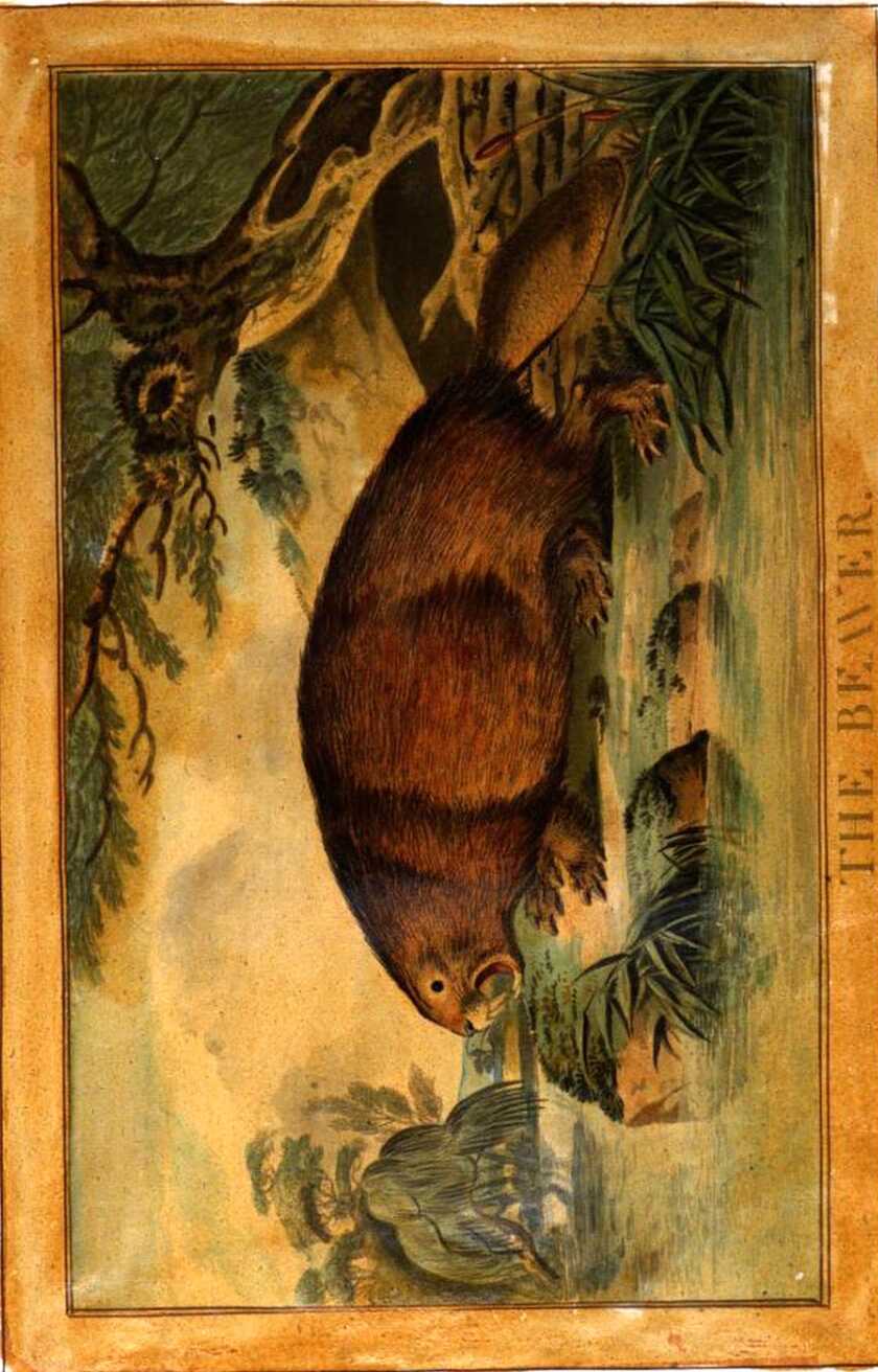 Aquatint engraving of a beaver from Charles Catton the Younger's 1788 natural history publication.