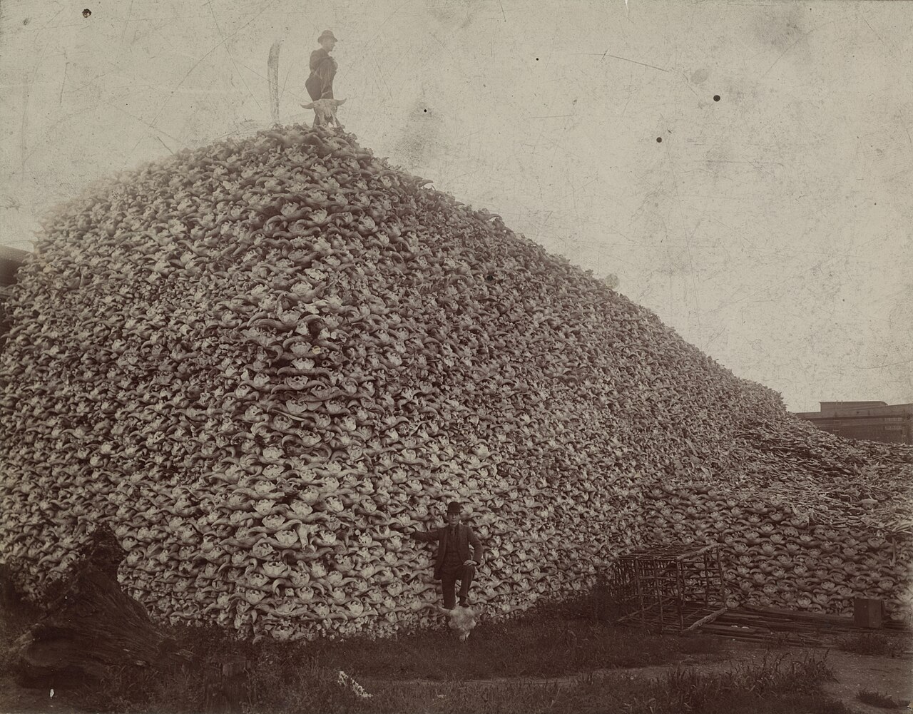A mountain of American bison skulls awaiting industrial processing at the Michigan Carbon Works near Detroit, circa 1892.