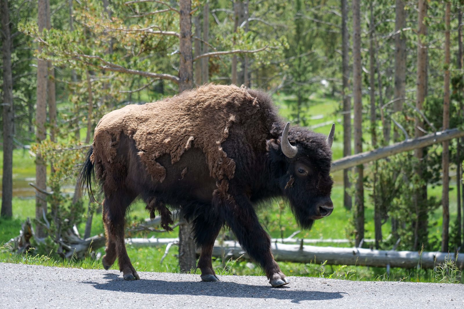 An American bison walking through open grassland in Yellowstone National Park, Wyoming.