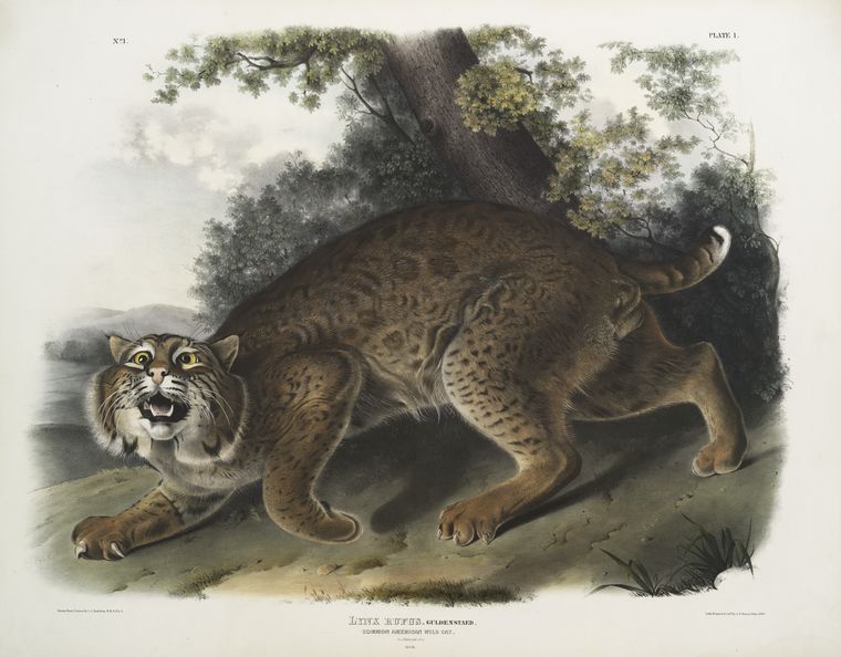 Hand-colored lithograph of a male Bobcat (Lynx rufus) from Audubon's Viviparous Quadrupeds of North America.