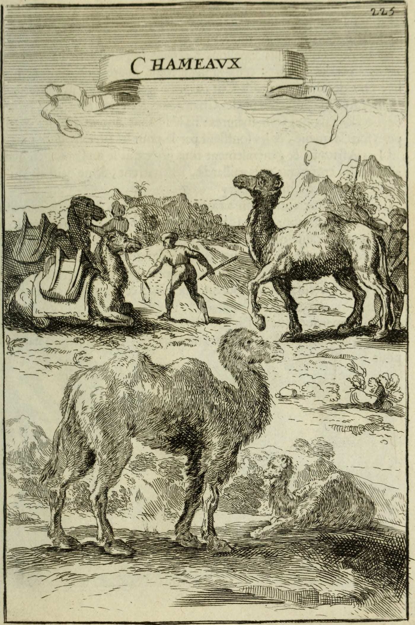 17th-century engraved illustration of camels from Allain Manesson Mallet's 1683 geographical encyclopedia.