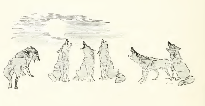 Black-and-white illustration of coyotes howling in chorus by Ernest Thompson Seton, 1909.