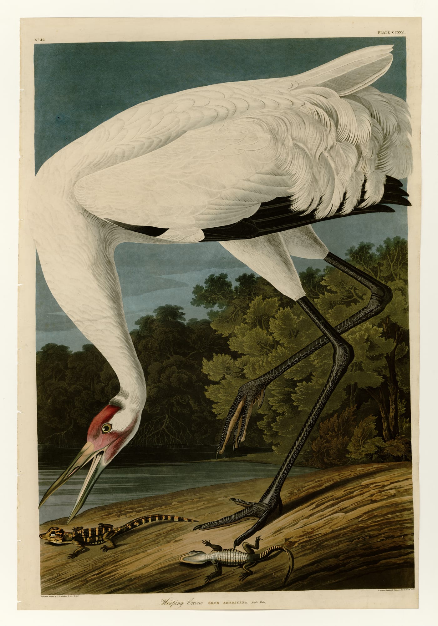 Hand-colored engraving of an adult Whooping Crane (Grus americana) from Audubon's Birds of America, plate 226.