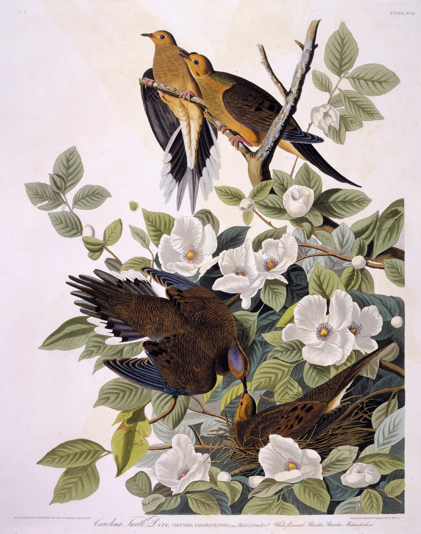 Hand-colored engraving of a Carolina Turtle Dove (mourning dove, Zenaida macroura) from Audubon's Birds of America.