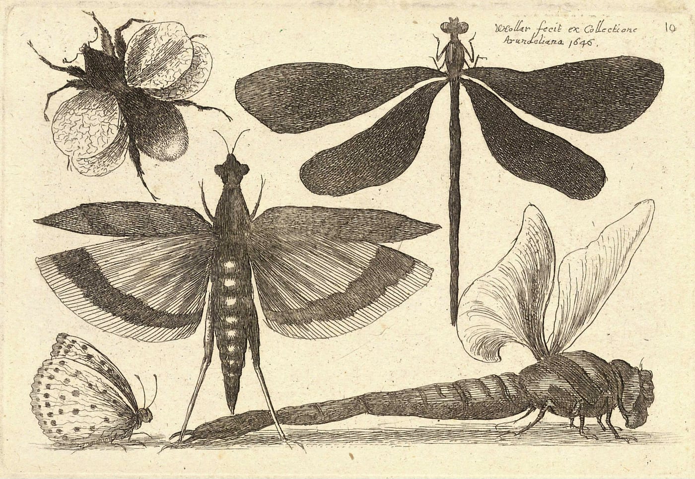 Etching of two dragonflies and a bumble bee by the Bohemian artist Wenceslaus Hollar, 1646.