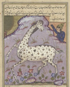 Manuscript illustration of a giraffe from a 1602 Persian manuscript of Zakariya al-Qazwini's Wonders of Creation, Leiden University Libraries.