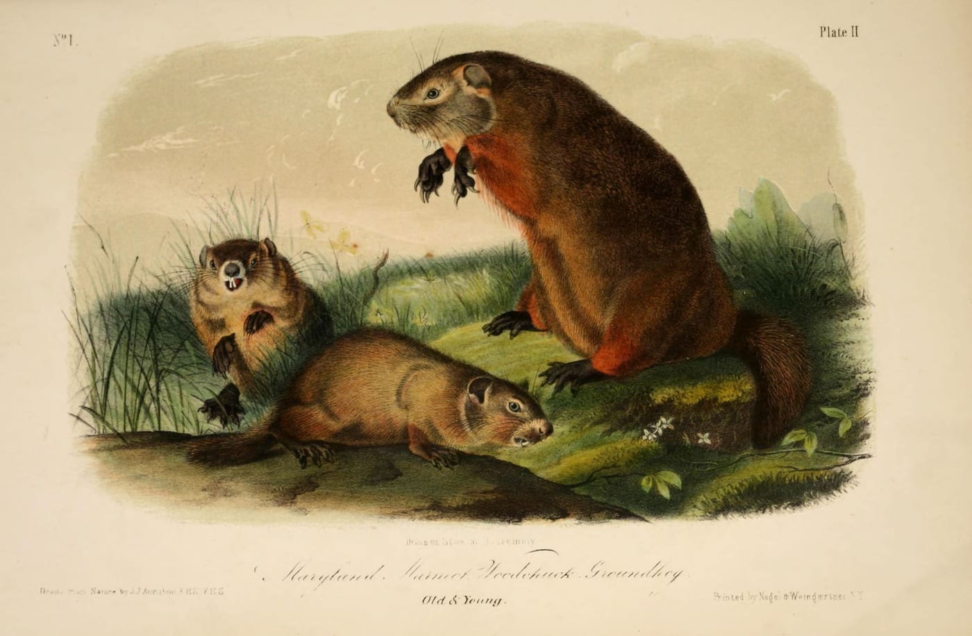 Hand-colored lithograph of a Woodchuck or Groundhog (Marmota monax) from Audubon's Viviparous Quadrupeds of North America, plate II.
