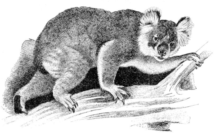 Scientific engraving of a Koala (Phascolarctos cinereus) from the Cambridge Natural History, Mammalia volume, 1902.