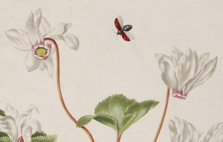 Watercolor drawing of a ladybird flying over a cyclamen plant by Maria Sibylla Merian, British Museum Sloane Collection.