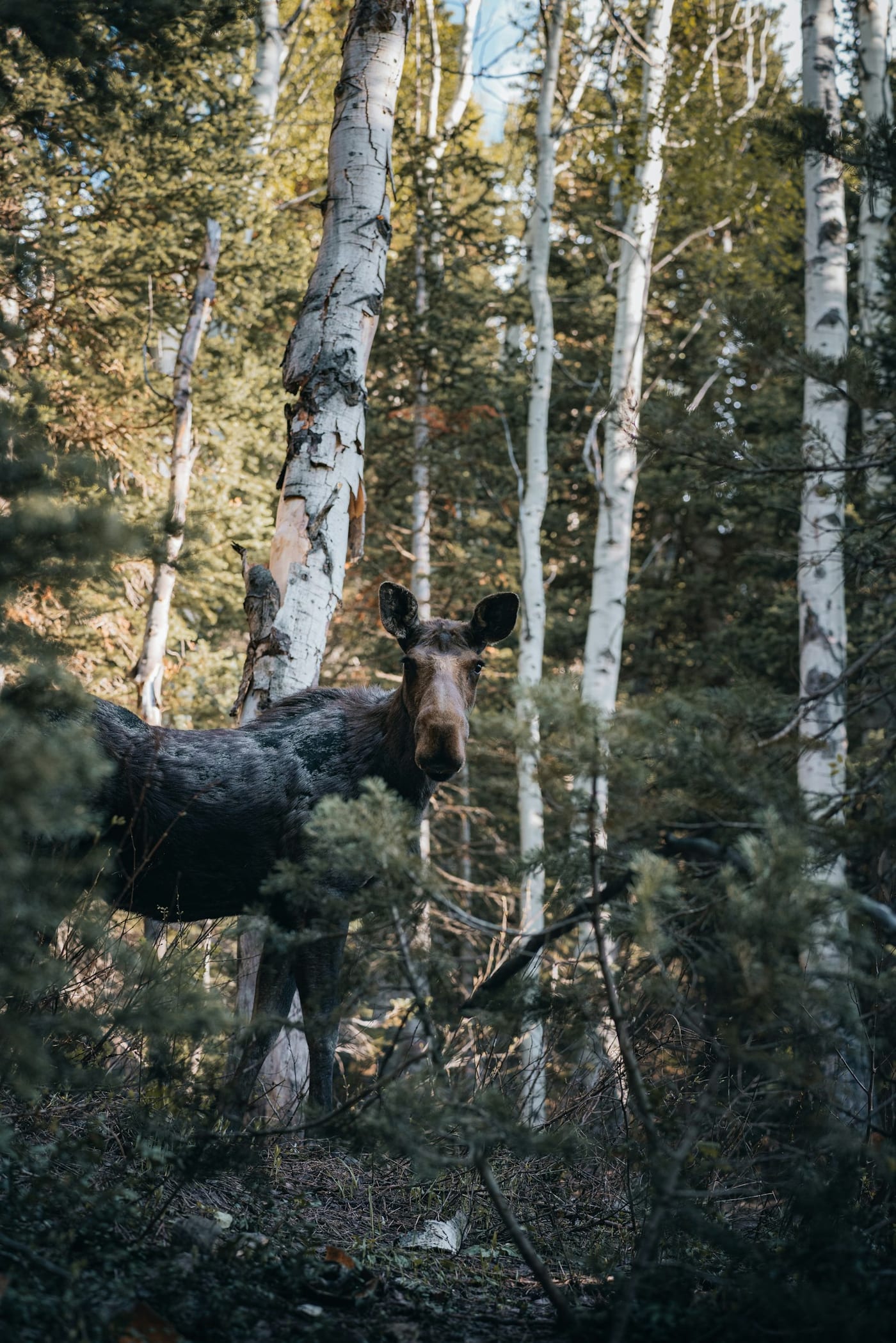 A moose standing among conifers in a boreal forest.