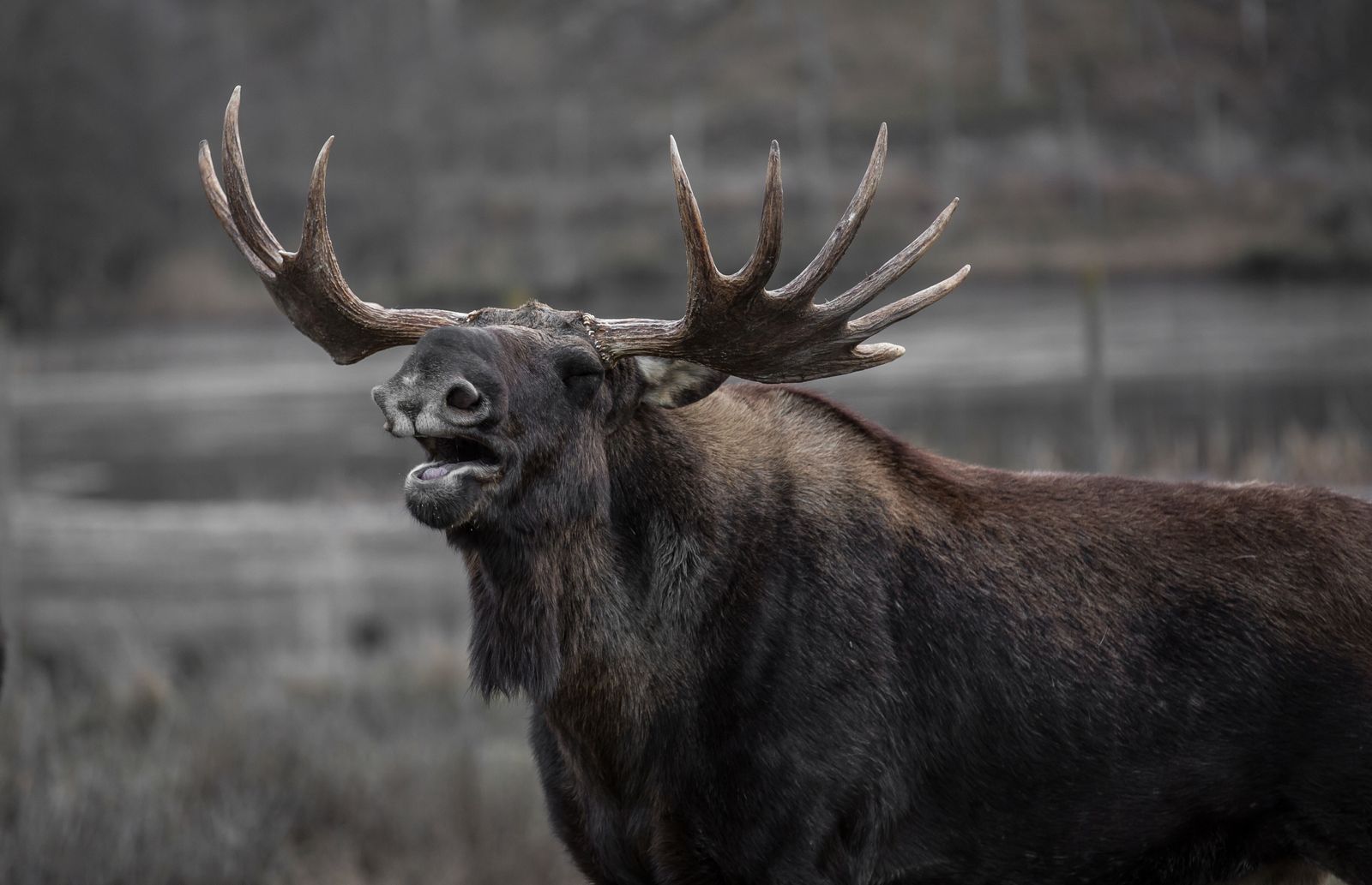 Close portrait of an adult bull moose (Alces alces) with broad palmate antlers.