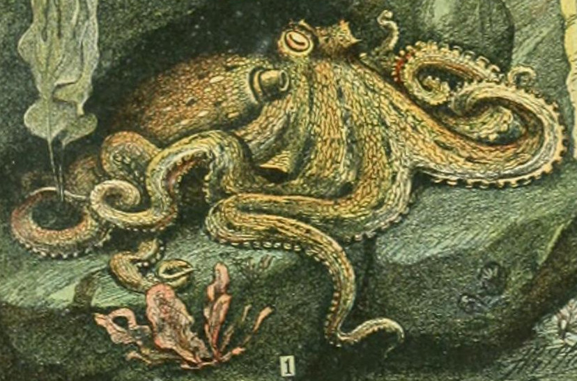 Color illustration of an octopus (poulpe) from Adolphe Millot's plates for the Nouveau Larousse illustré, circa 1900.