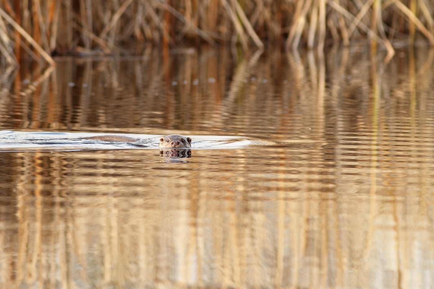 Eurasian otter (Lutra lutra) swimming in a lake at Fertő-Hanság National Park, Hungary — the species whose East-Asian relatives underlie the Japanese kawauso supernatural tradition documented by Toriyama Sekien.