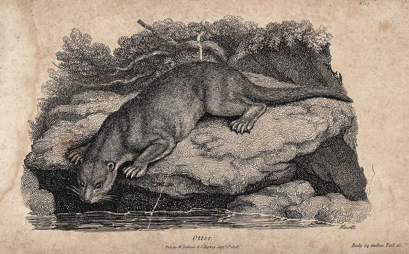 Etching of an otter sitting on a rock above a lake, watching for prey below, by W. S. Howitt, 1808.