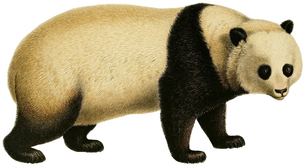 Historical scientific illustration of the Giant Panda from Henri Milne-Edwards's Recherches, 1868–1874.