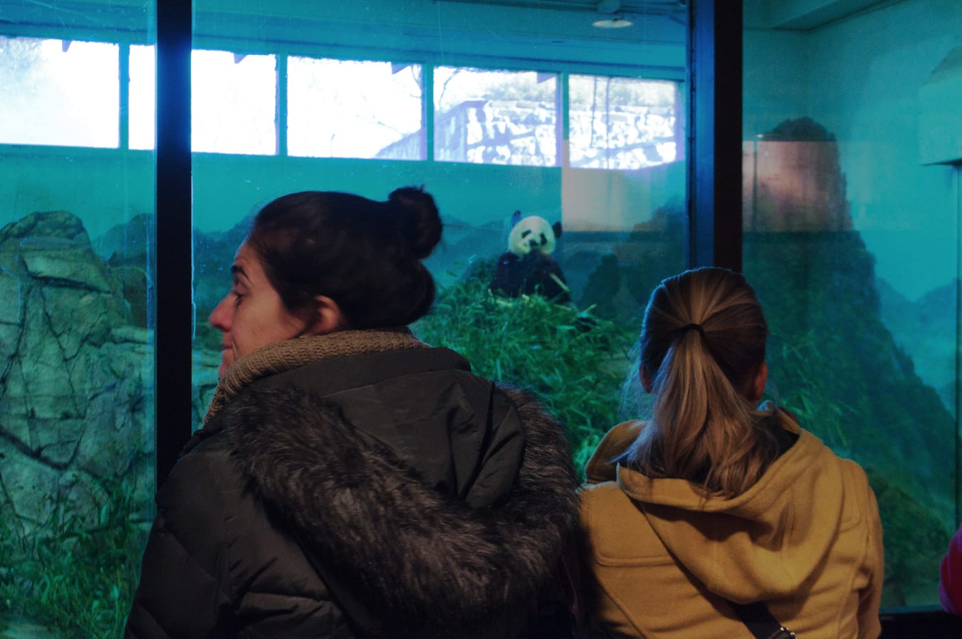 Giant panda Mei Xiang at the Smithsonian National Zoo, Washington, D.C., 2013.