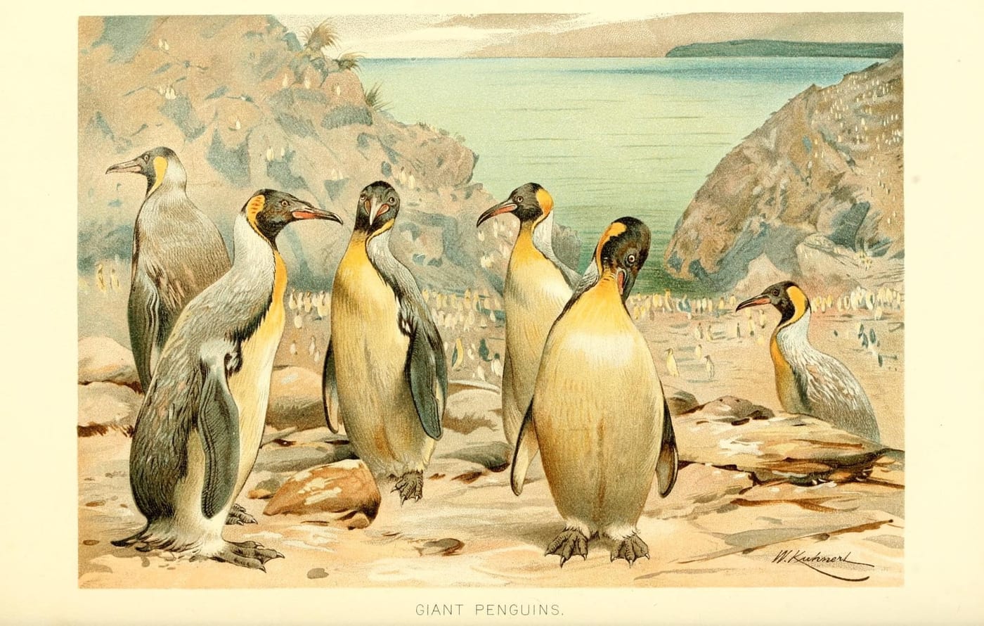 Natural history plate of a King Penguin (Aptenodytes patagonicus) from Lydekker's The Royal Natural History, 1895.