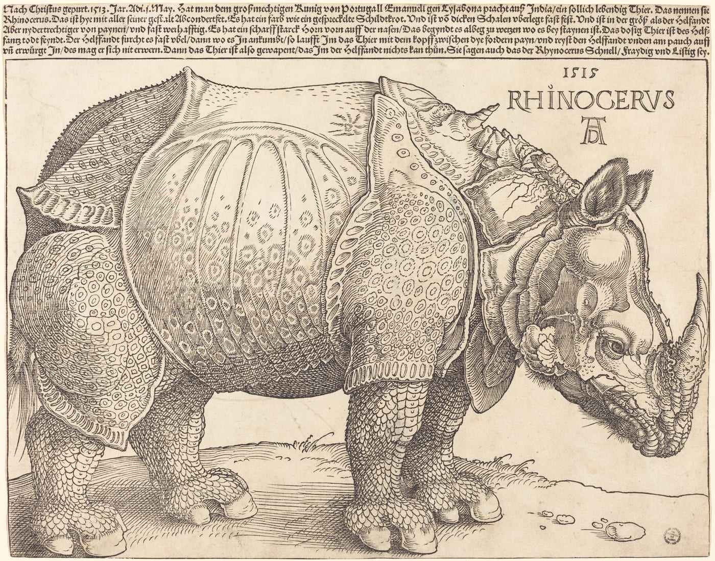 Albrecht Dürer's famous woodcut of a rhinoceros, 1515, showing a heavily armored beast with an extra horn on its back, Dürer's interpretation based on a written description of the first Indian rhinoceros brought to Europe.