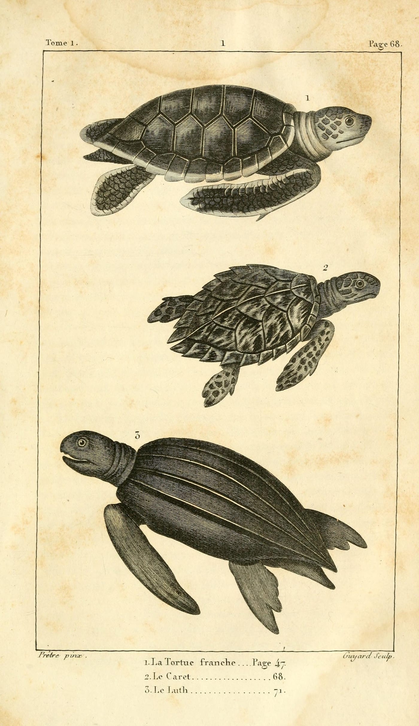 Natural history plate illustrating three sea turtle species from Lacépède's Histoire naturelle des quadrupèdes-ovipares, 1819.