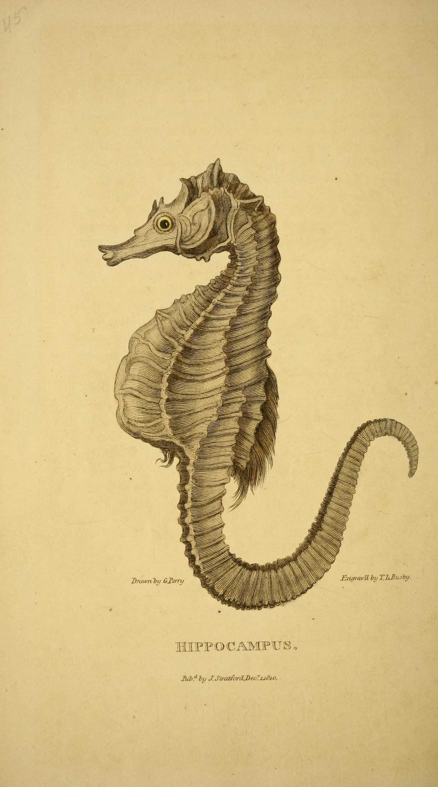 Natural history plate of a seahorse from Arcana, or The Museum of Natural History by Busby and Perry, 1811.