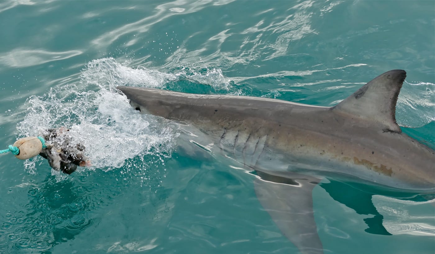 Great white shark (Carcharodon carcharias) at Gansbaai, Western Cape, South Africa — the largest predatory shark species and the one most often referenced in modern shark-as-spirit-animal pop-culture iconography.