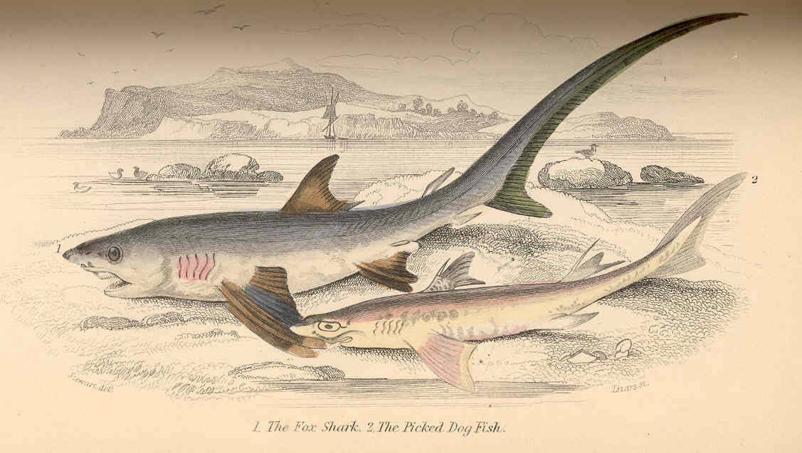 Natural history illustration showing a thresher shark (Fox Shark) and spiny dogfish (Picked Dog Fish) from Robert Hamilton's British Fishes, 1866.