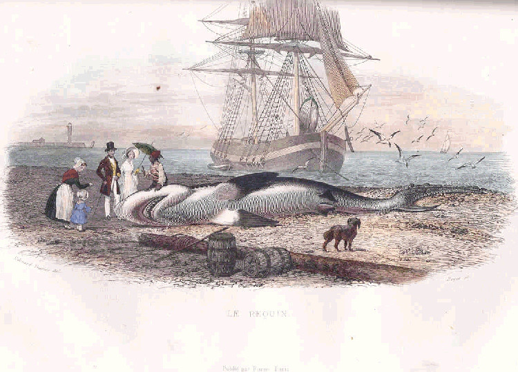 19th-century natural history illustration of a shark (Le Requin) by Bernard Germain de Lacépède.