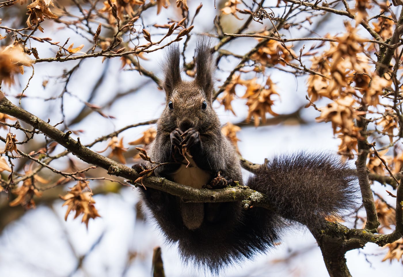 A squirrel among autumn tree branches, foraging.