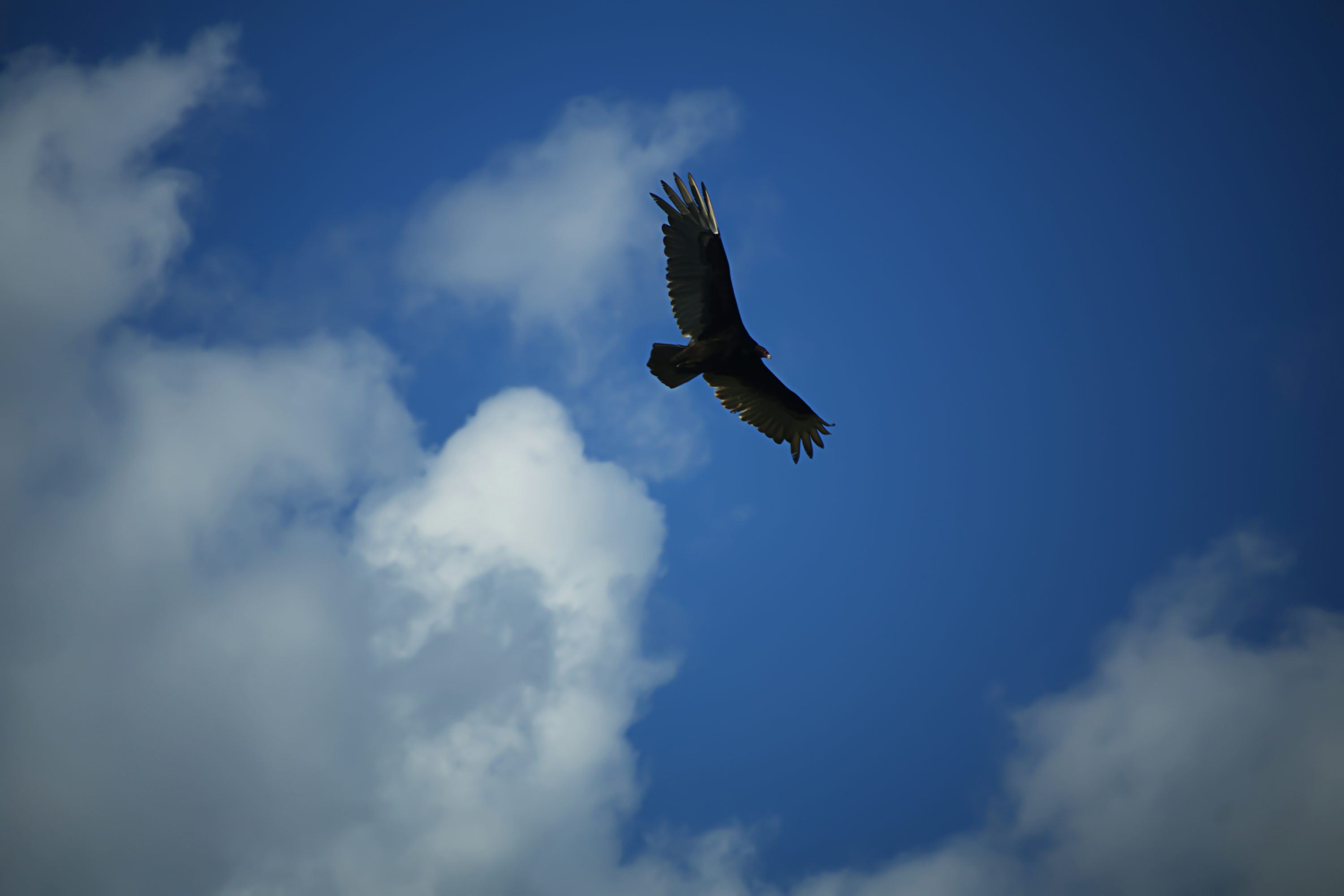 A turkey vulture soaring against a blue sky with summer clouds, wings held in a shallow V.