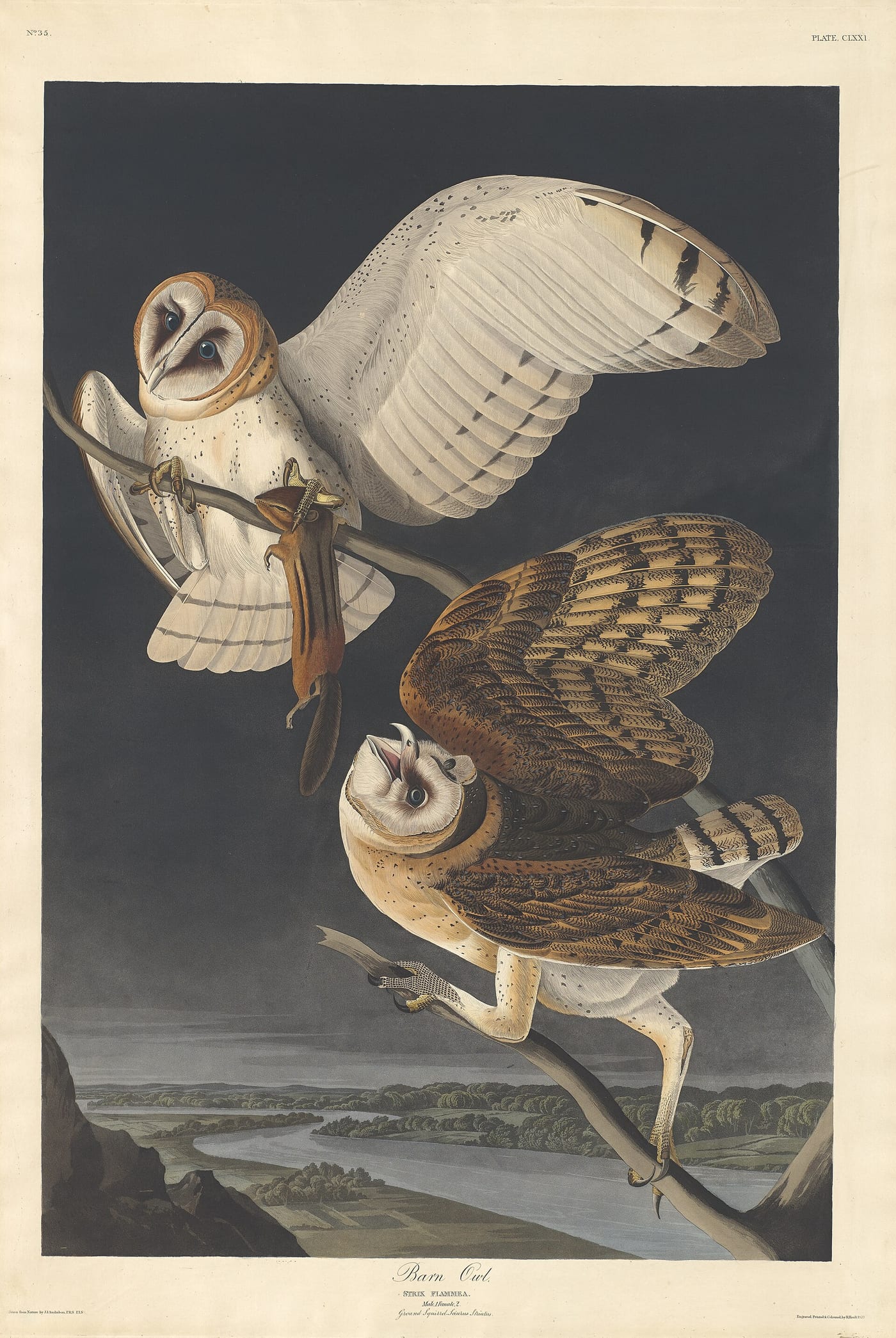 Color plate of the Barn Owl (Tyto alba) from John James Audubon's Birds of America, plate 171, 1831, showing an adult barn owl with prey in a nighttime setting.