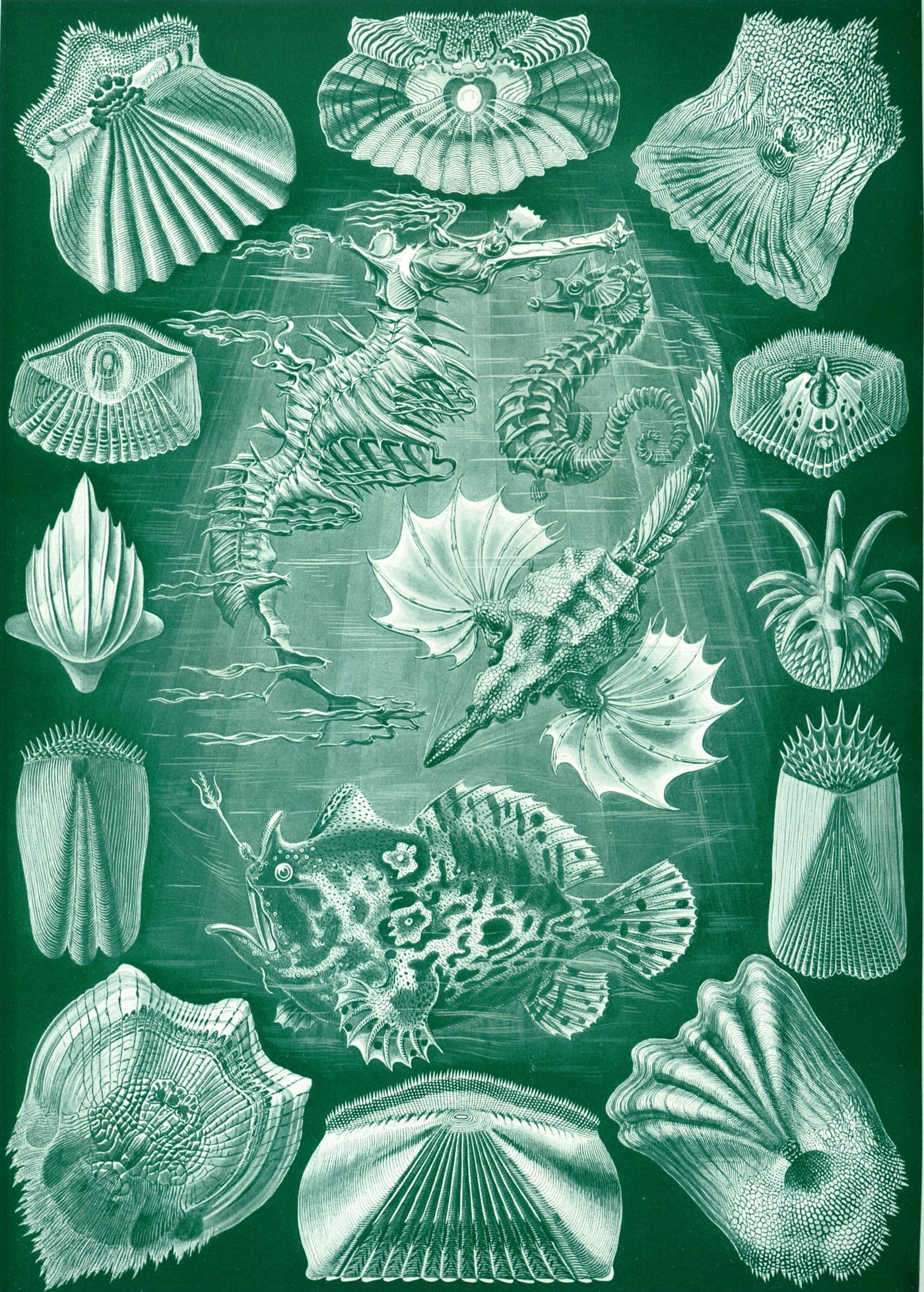 Plate of teleost fish species from Ernst Haeckel's Kunstformen der Natur (1904), showing the radial symmetry and fin structures of bony fish — the class to which Betta splendens belongs.