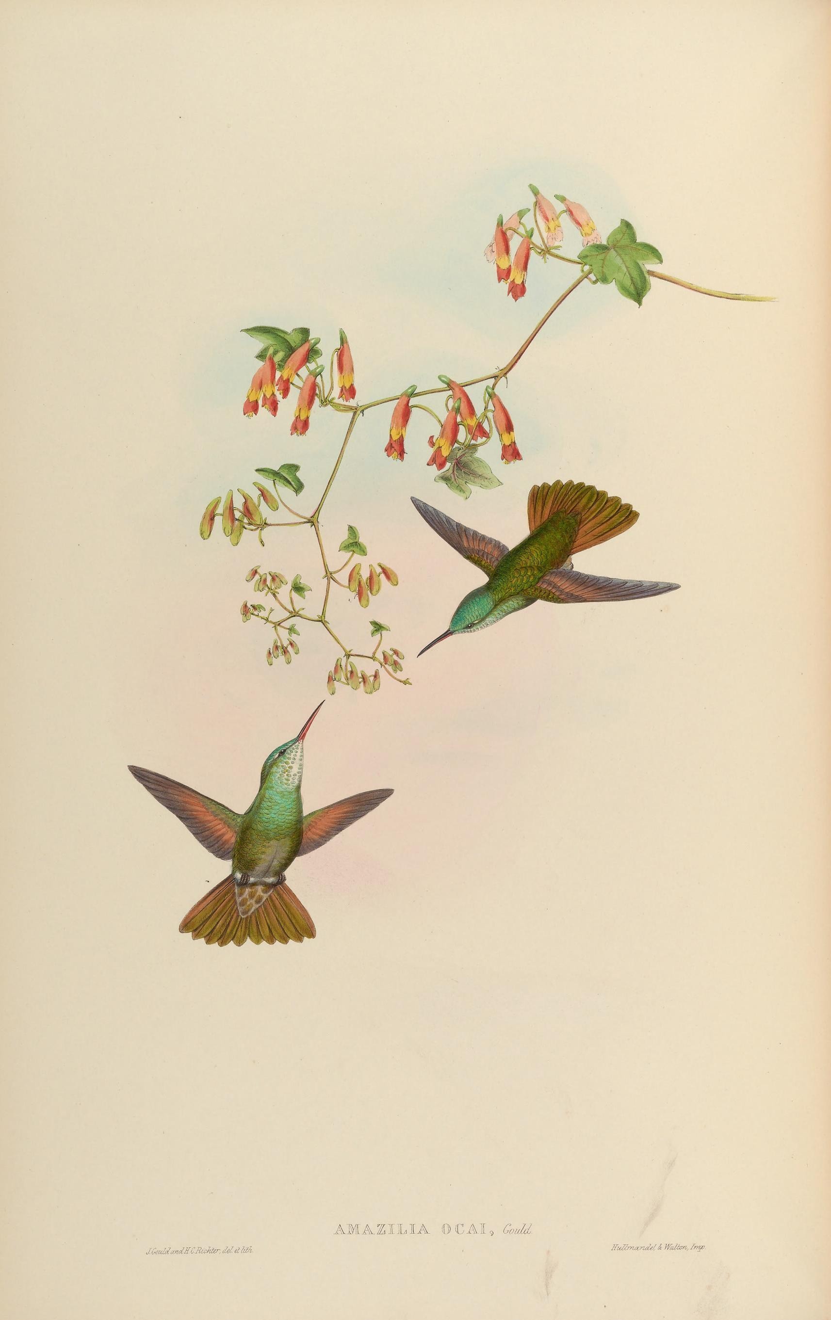 Color lithograph plate from John Gould's A Monograph of the Trochilidae, or Family of Humming-Birds, Volume I, 1861, showing two Ruby-throated Hummingbirds (Archilochus colubris) by William Hart.