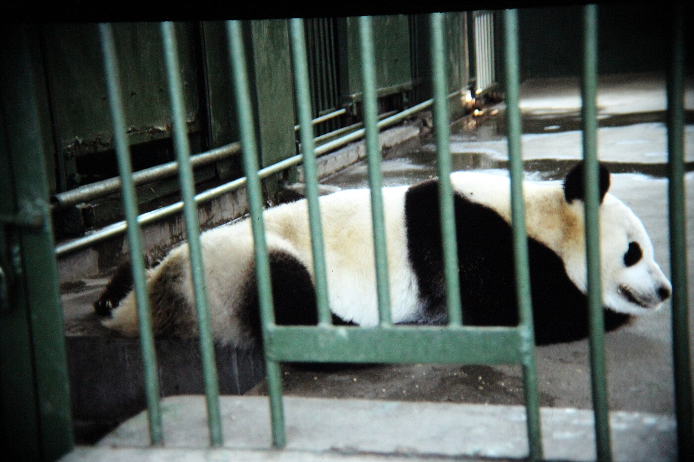 Giant panda at Chengdu Zoo, China, photographed in 1991 by Gary Todd.